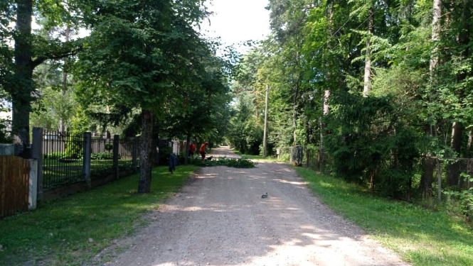 Koku zāģēšana Saules prospektā