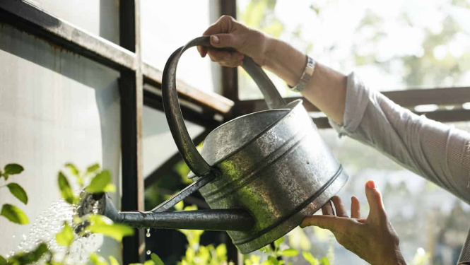 Dārzkopības interesenti aicināti uz tiešsaistes semināru