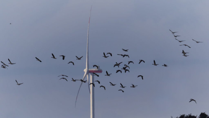 Vēja ģeneratori un putnu bars