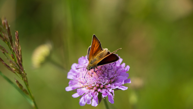 Biotopa konstatēšana ir kompliments tā īpašniekam