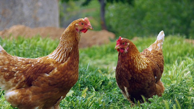 Papildu biodrošības prasības mājputnu novietnēs putnu gripas riska mazināšanai