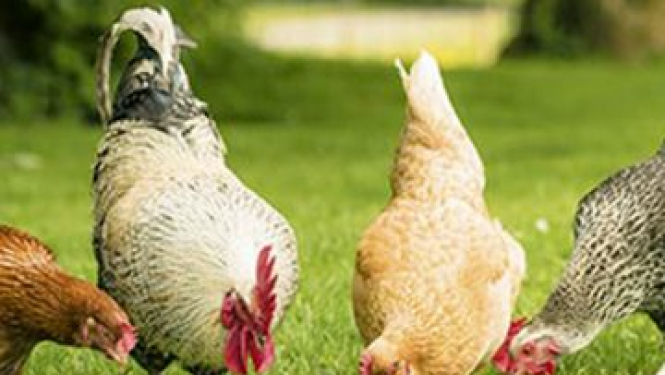 Mājputnu turētājiem jāievēro biodrošības noteikumi