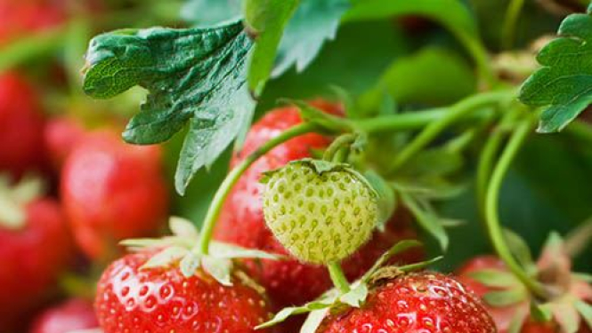 Seminārs zemeņu audzēšanā