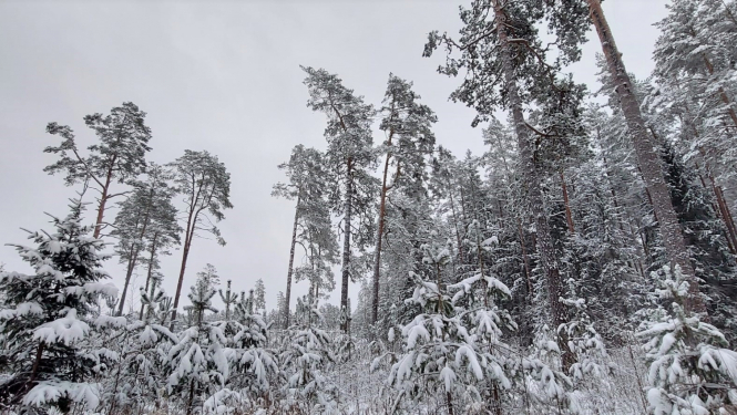 Valsts mežos Ķeguma apkaimē tiks veikti apsaimniekošanas darbi