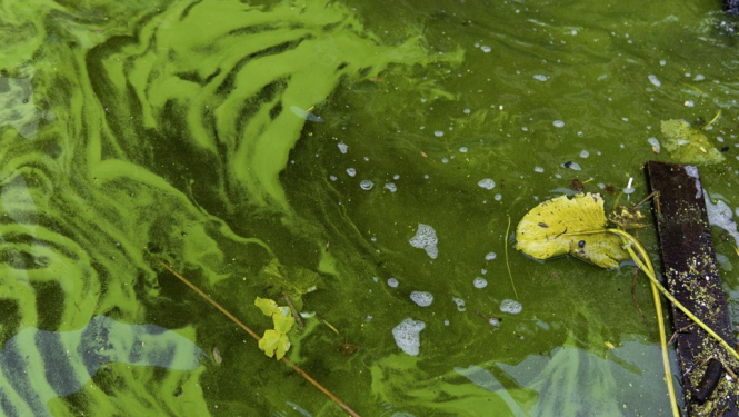 Zilaļģes ūdenskrātuvē