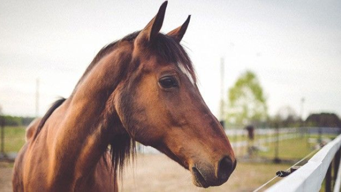 Mācības par zirgu ganāmpulku reģistrēšanu un audzēšanu