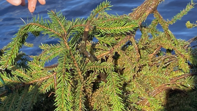 Zivju ligzdas šogad 7.maijā