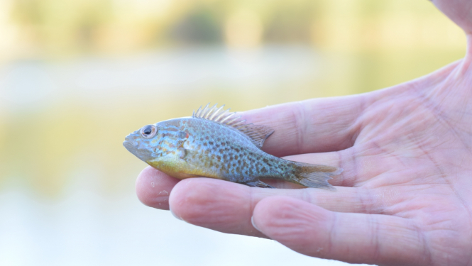 Izsludināta projektu iesniegšanas 2023. gada pirmā kārta Zivju fonda pasākumiem