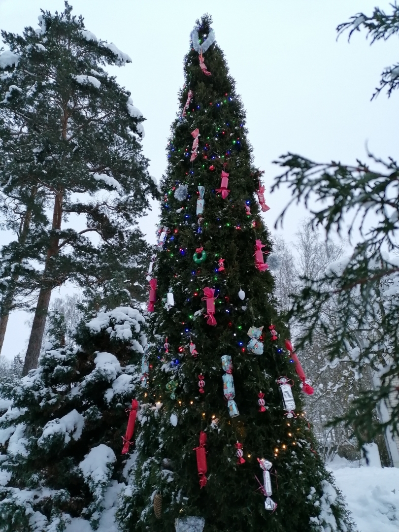 Krāsainiem dekoriem izrotāta eglīte, "Eglīte, Ak, tu priecīgā" izrotāja Ikšķiles pilsētas iedzīvotāji 12.2023.