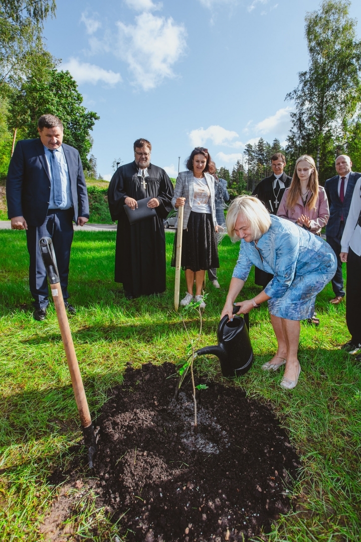 Glika ozola stādīšana