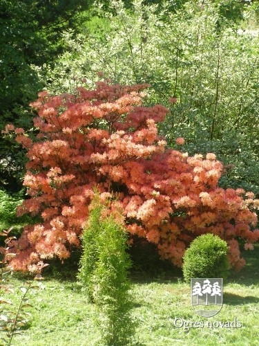 Dendroloģiskais dabas parks Lazdukalni