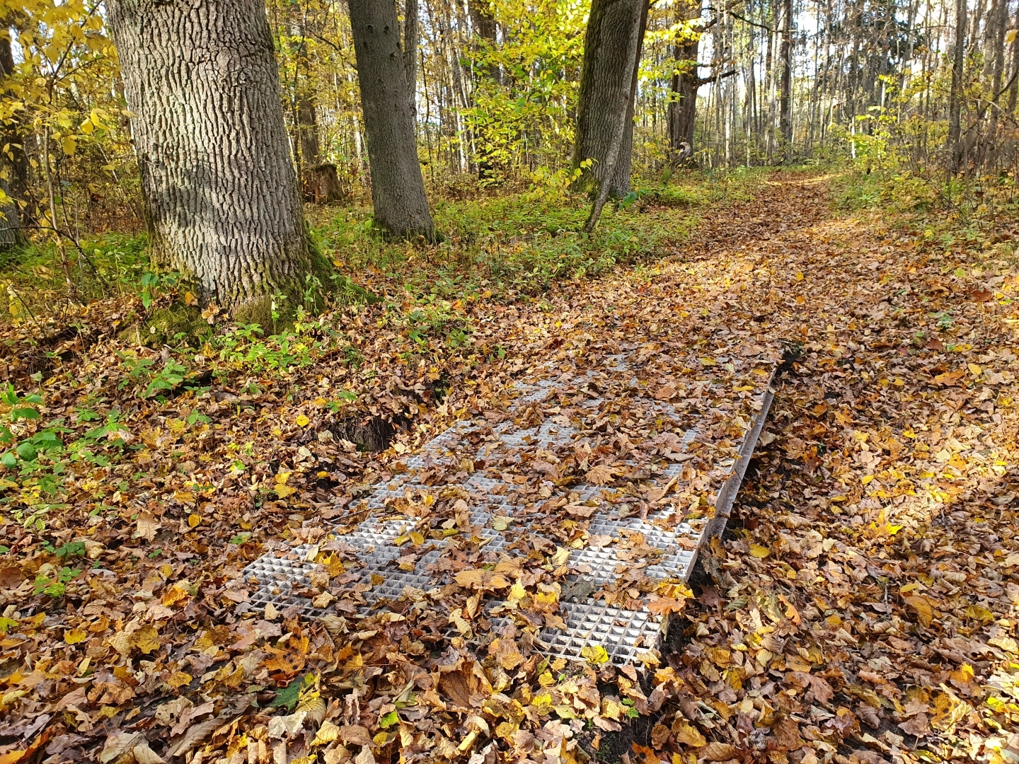 Projekts “Pastaigu takas uzlabošana Krapes parkā”