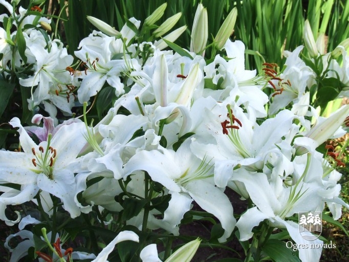 Konkurss "Sakārtotākais namīpašums" 2011