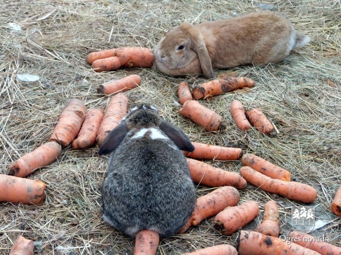 Lieldienas Ogrē