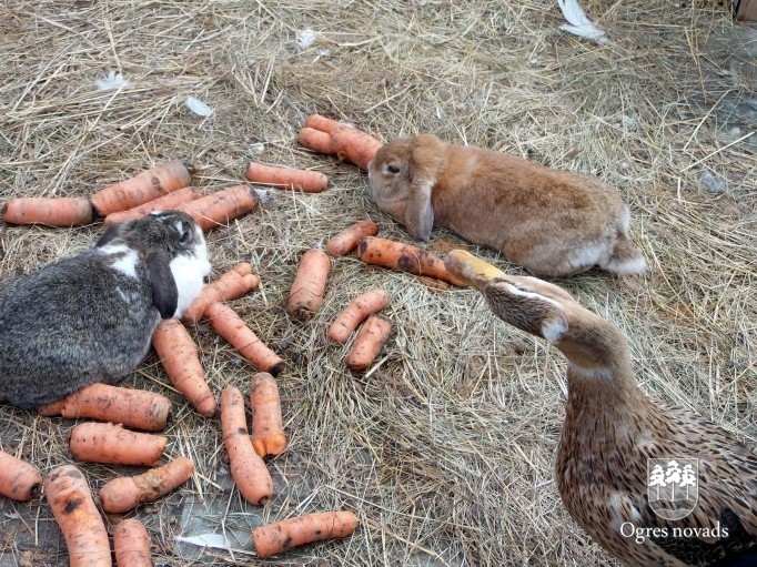 Lieldienas Ogrē