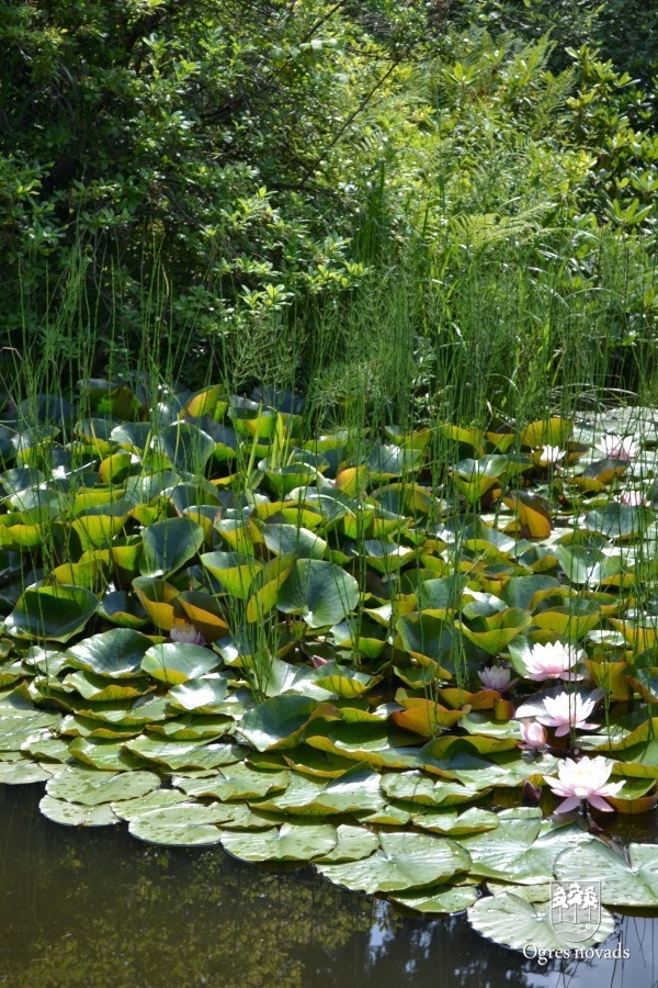 Dendroloģiskais dabas parks Lazdukalni
