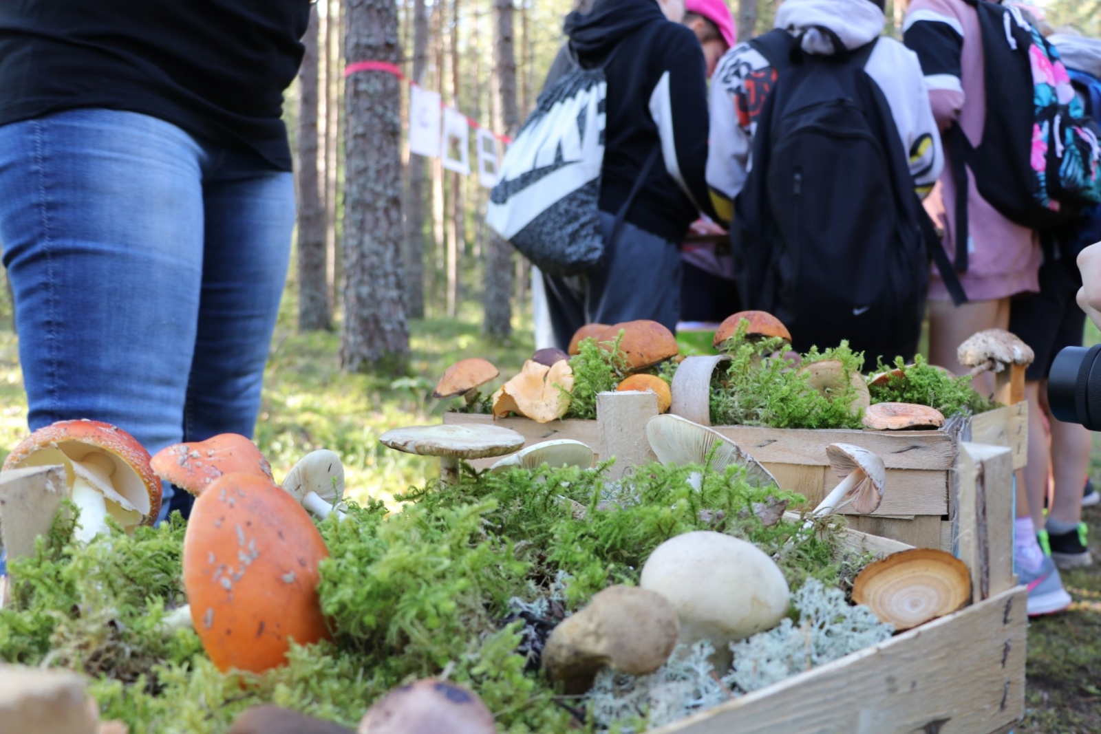 Ogres Zilajos kalnos Meža zinību dienā skolēni apgūst Meža ābeci