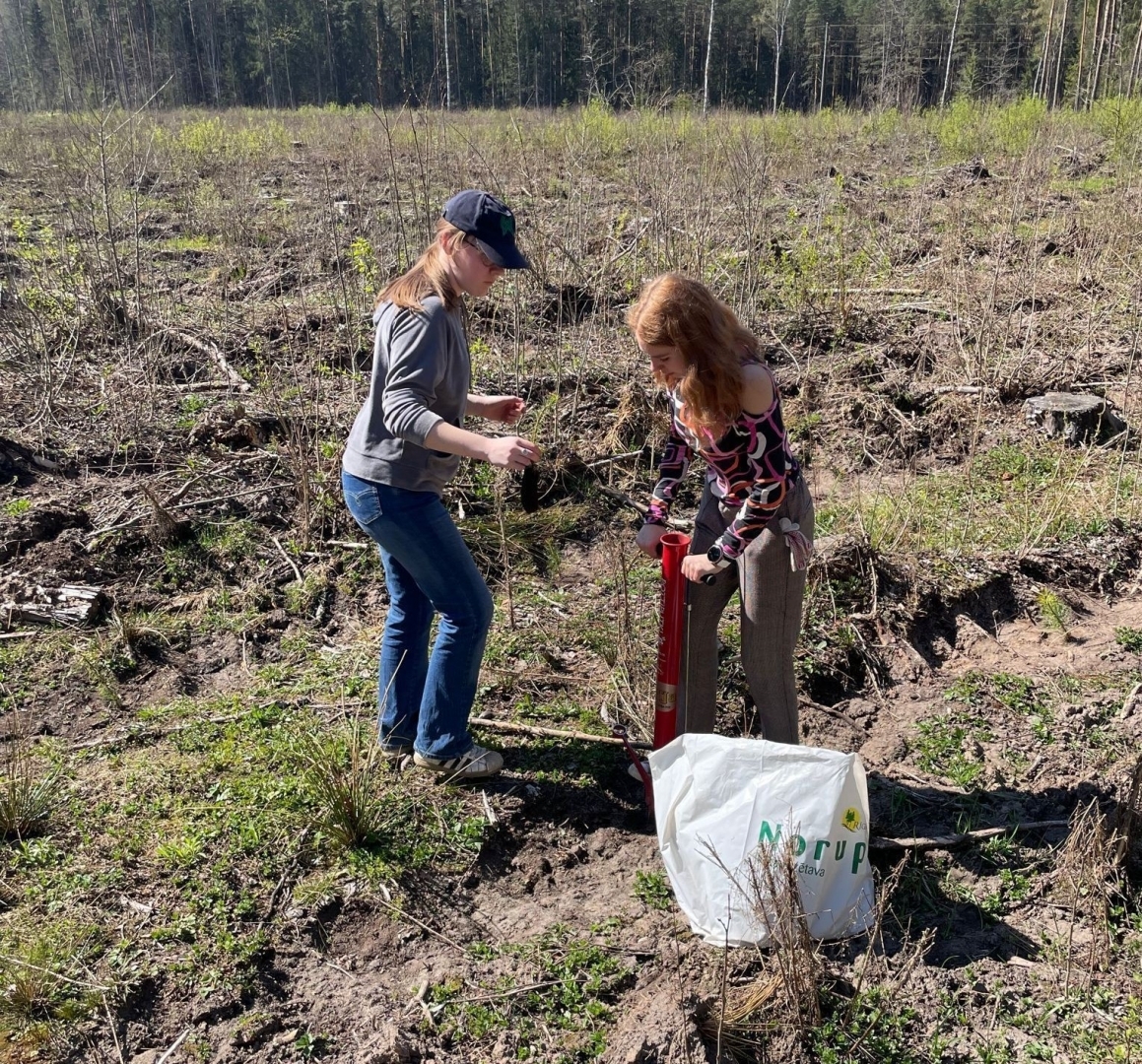 Ogresgala pamatskolas skolēni atjauno mežu Rembatē 22.04.2023.