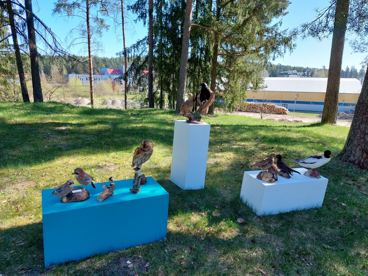 Pasākums "Mežs - veselībai" (22.04.2023.) putnu izbāžņi
