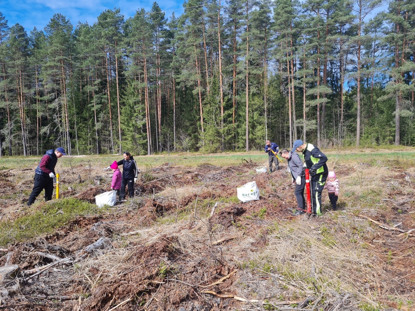 Iedzīvotāji atjauno mežu Rembatē 29.04.2023.