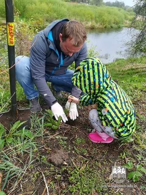 Ogrēnieši iestādījuši 5000 priedes (16.05.2020.)