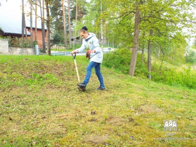 Ogrēnieši iestādījuši 5000 priedes (16.05.2020.)