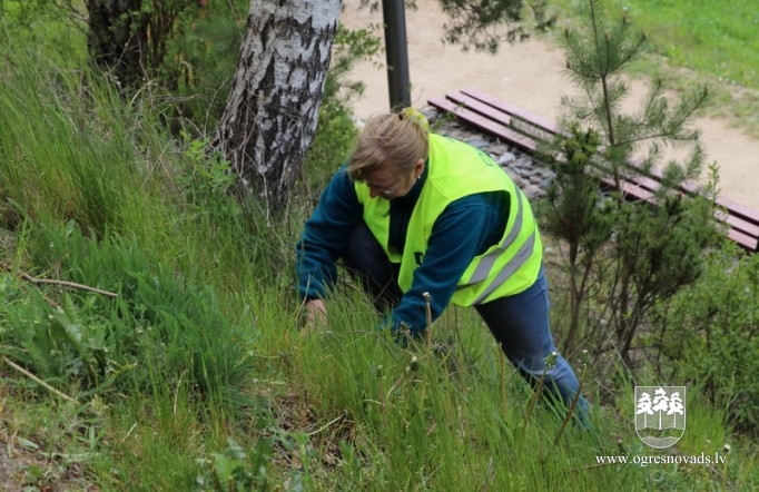 Ogrēnieši iestādījuši 5000 priedes (16.05.2020.)