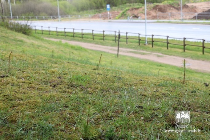 Ogrēnieši iestādījuši 5000 priedes (16.05.2020.)