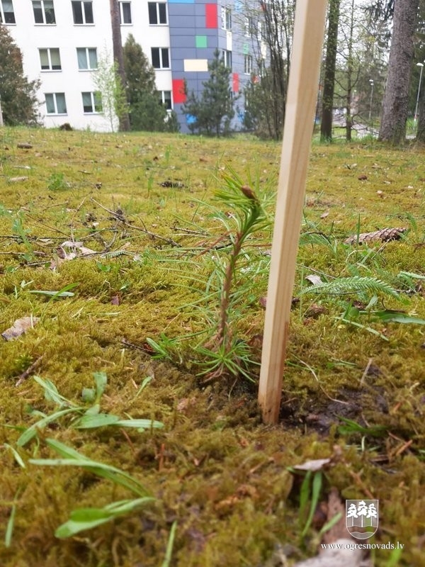 Ogrēnieši iestādījuši 5000 priedes (16.05.2020.)