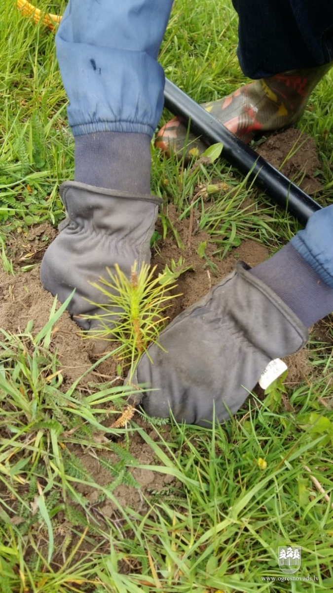 Priedītes iestādītas arī novada pagastos (16.05.2020)