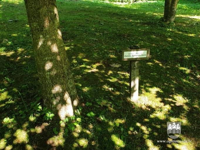 Špakovska parkā tiks papildināti stādījumi