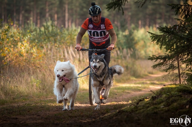 Suņu sporta sacensības