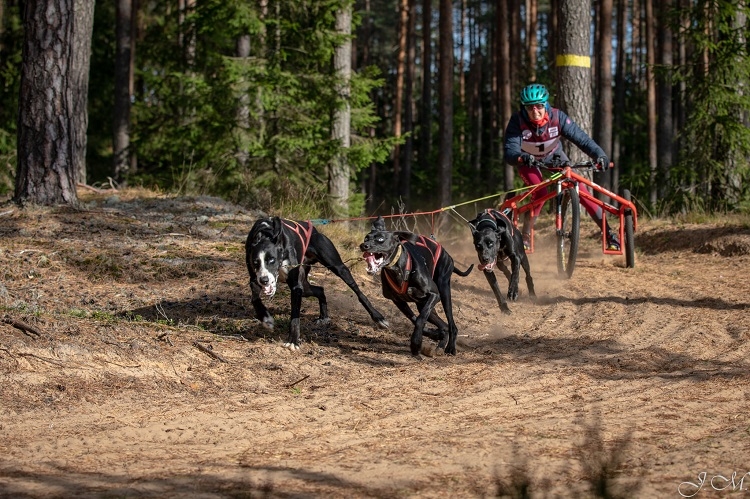 Suņu sporta sacensības