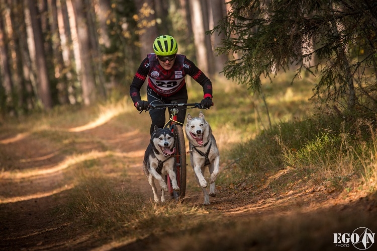 Suņu sporta sacensības