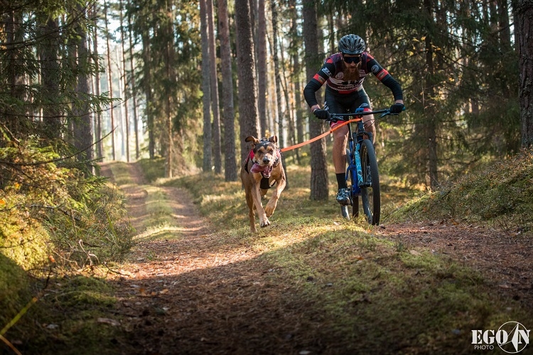 Suņu sporta sacensības