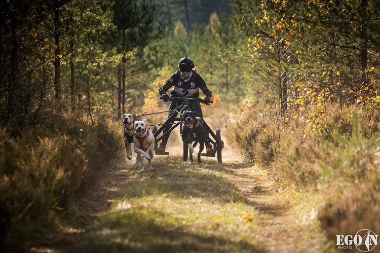 Suņu sporta sacensības