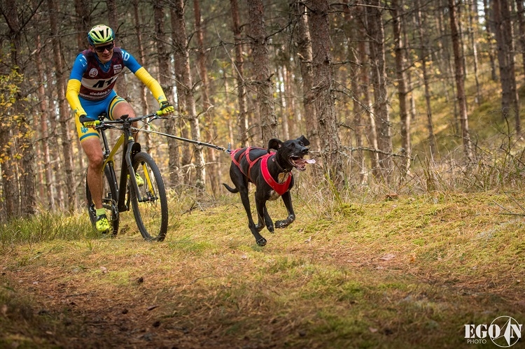 Suņu sporta sacensības