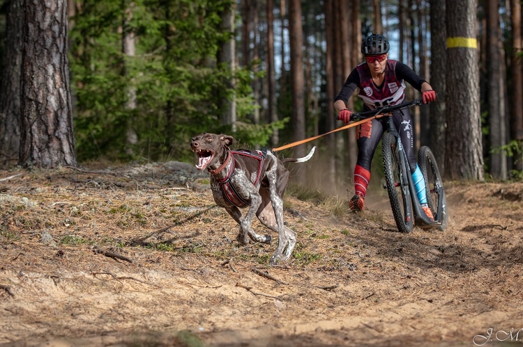 Suņu sporta sacensības