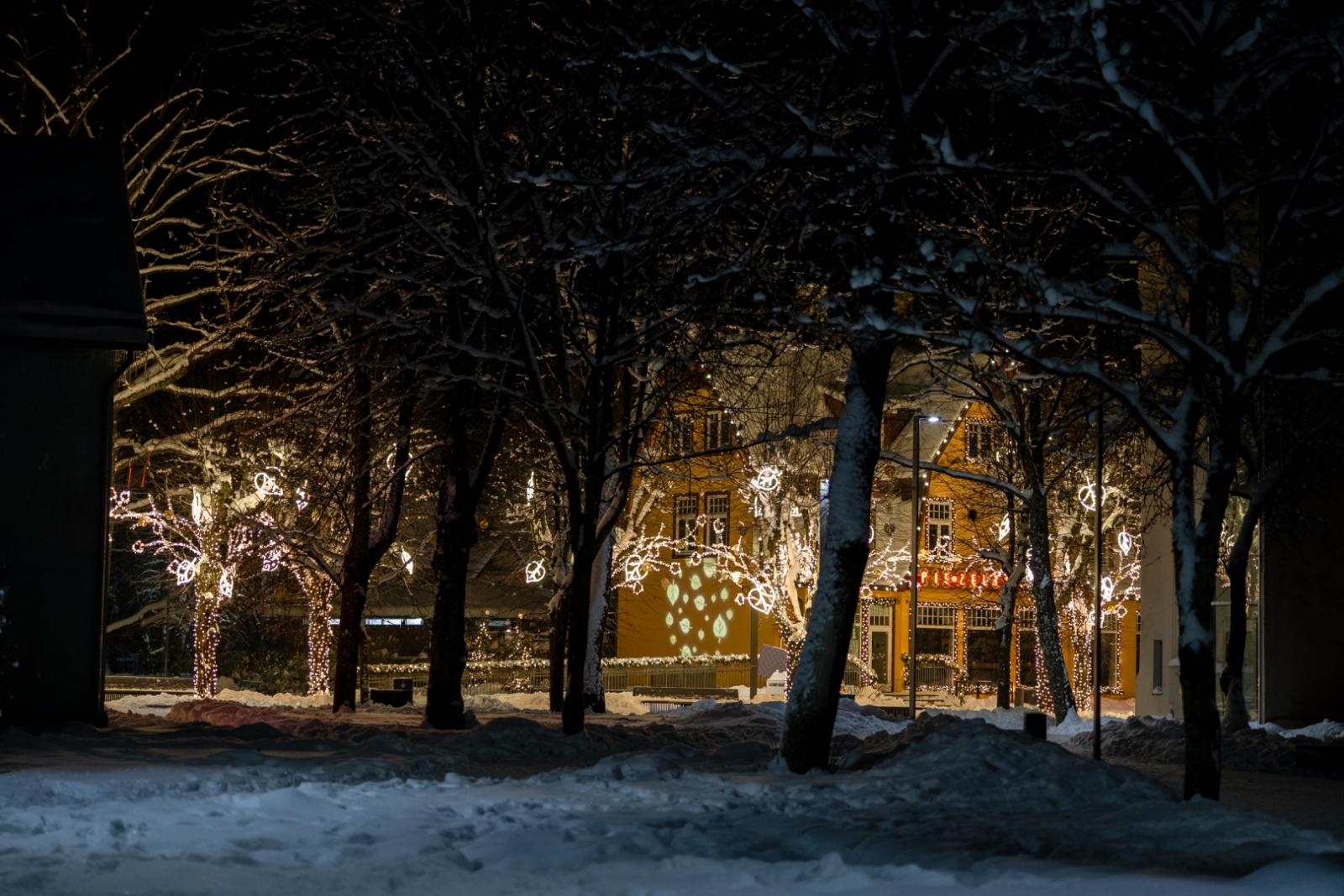 Ziemassvētku egles iedegšana Ogrē 03.12.2023.