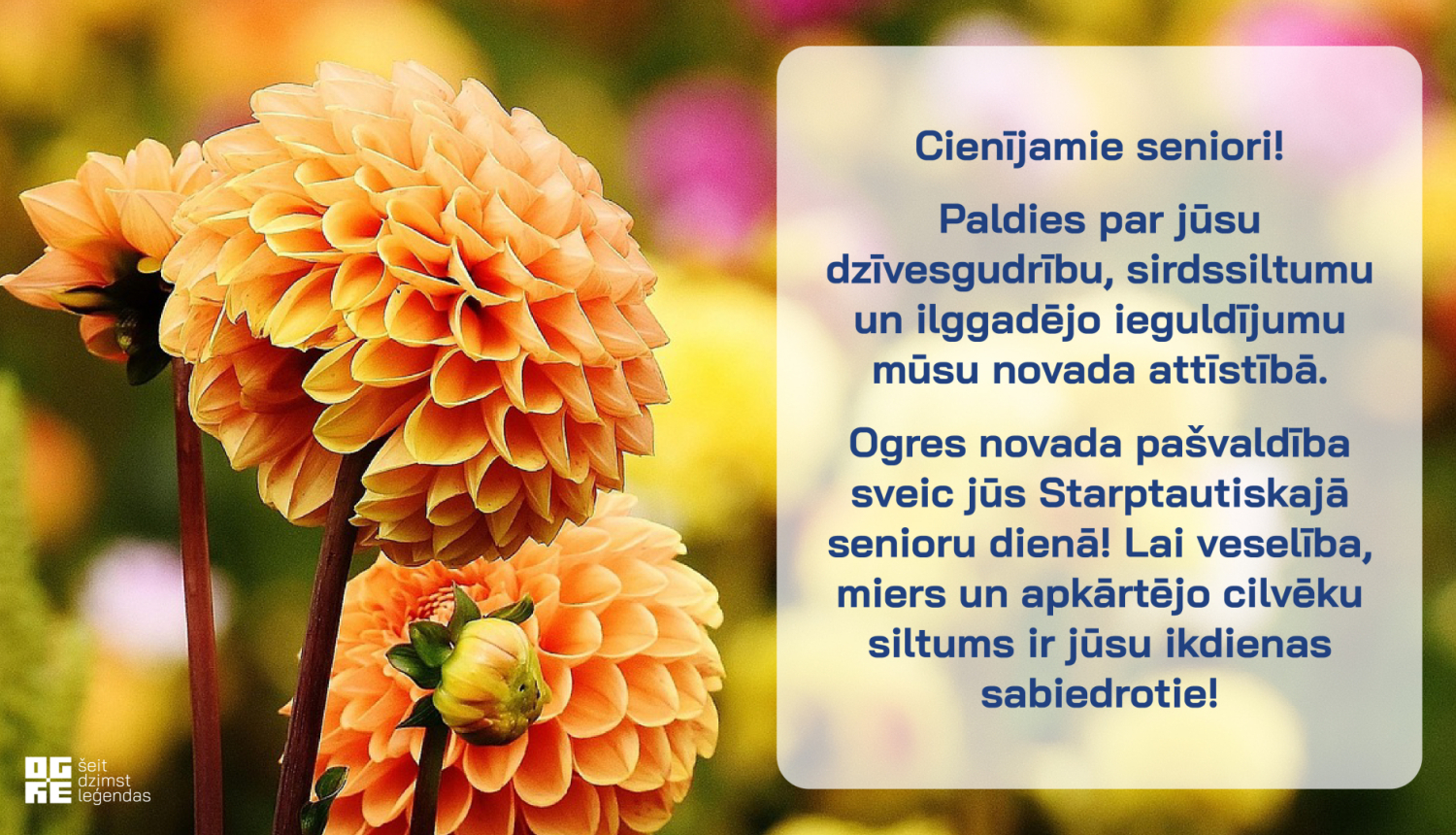 Apsveikums starptautiskajā senioru dienā ar oranžām dālijām