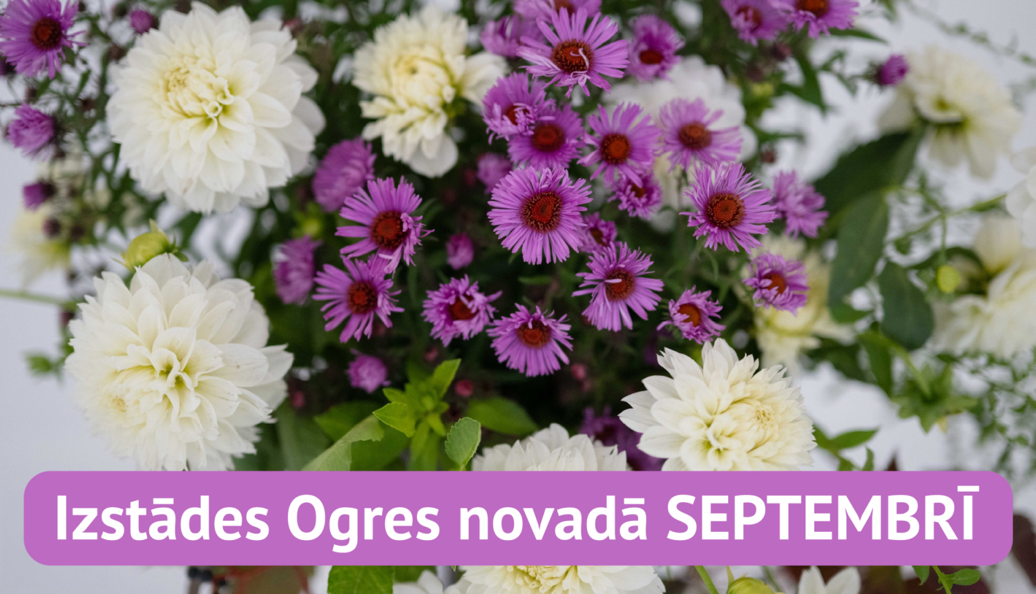 Izstādes Ogres novadā septembrī. Titulattēls ar rudens ziediem - rozā miķelīši un baltas dālijas