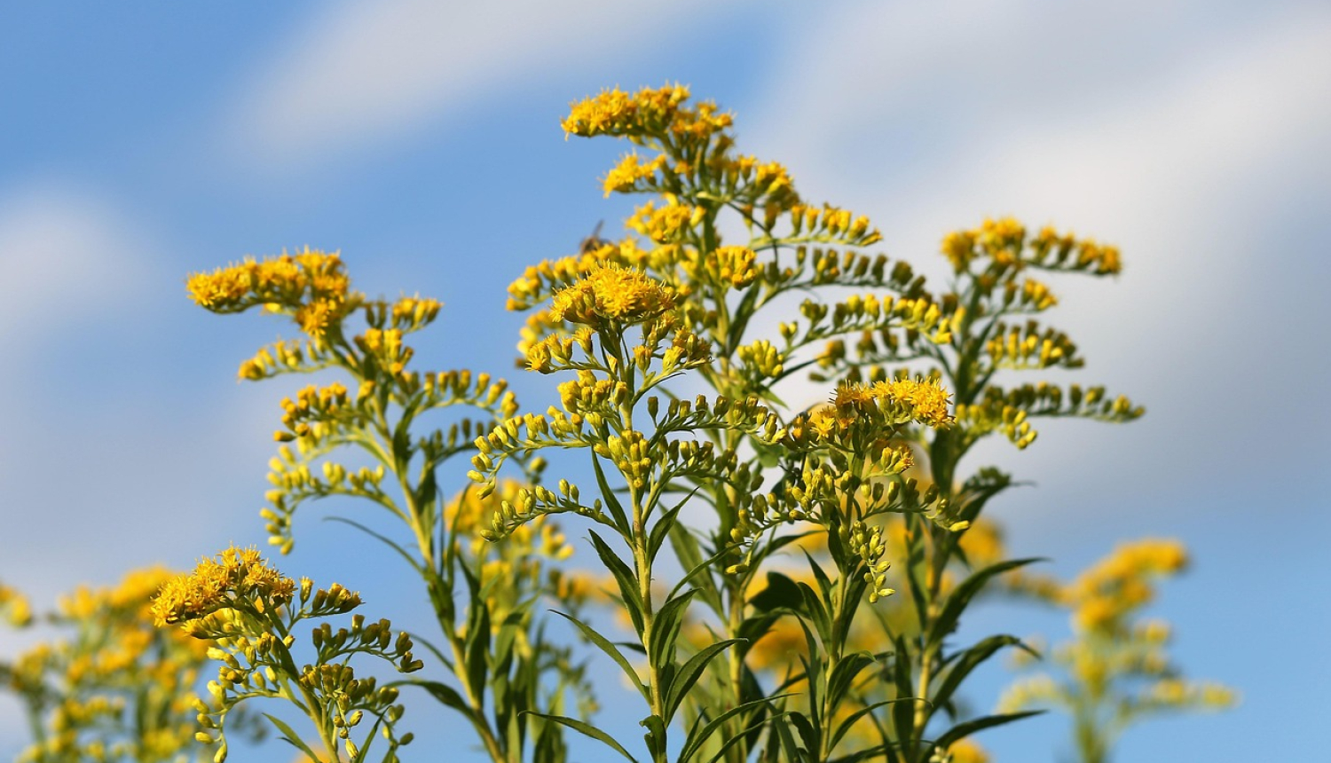 Kanādas zeltslotiņas dzeltenie ziedi uz debesu fona