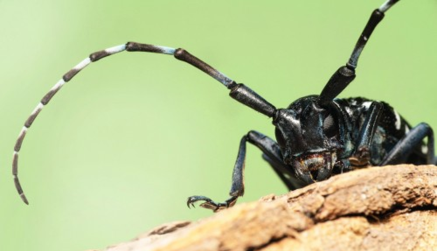 Ogresgala bibliotēkā apskatāma ceļojošā izstāde