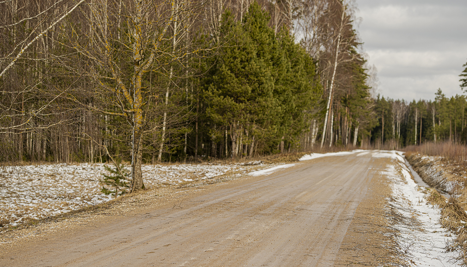 Mitrs grants ceļš mežainā apvidū