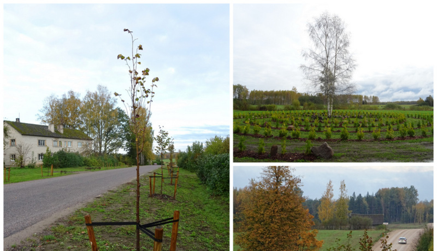 Lauberē šogad atjaunota liepu aleja