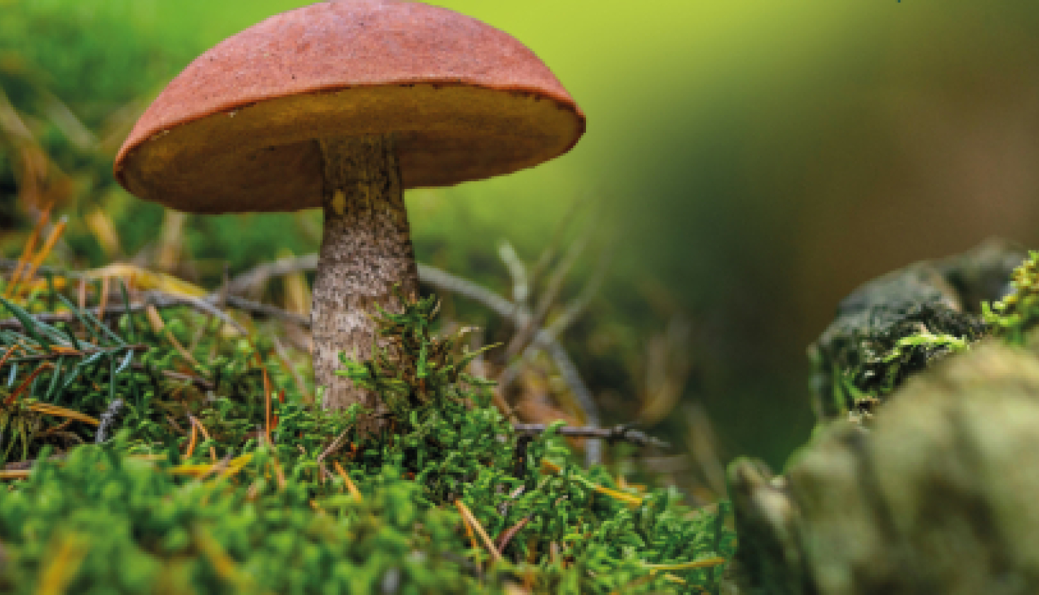 Meža dienas 2025 Ogres Zilajos kalnos 26. aprīlī no plkst. 11.00 līdz 15.00