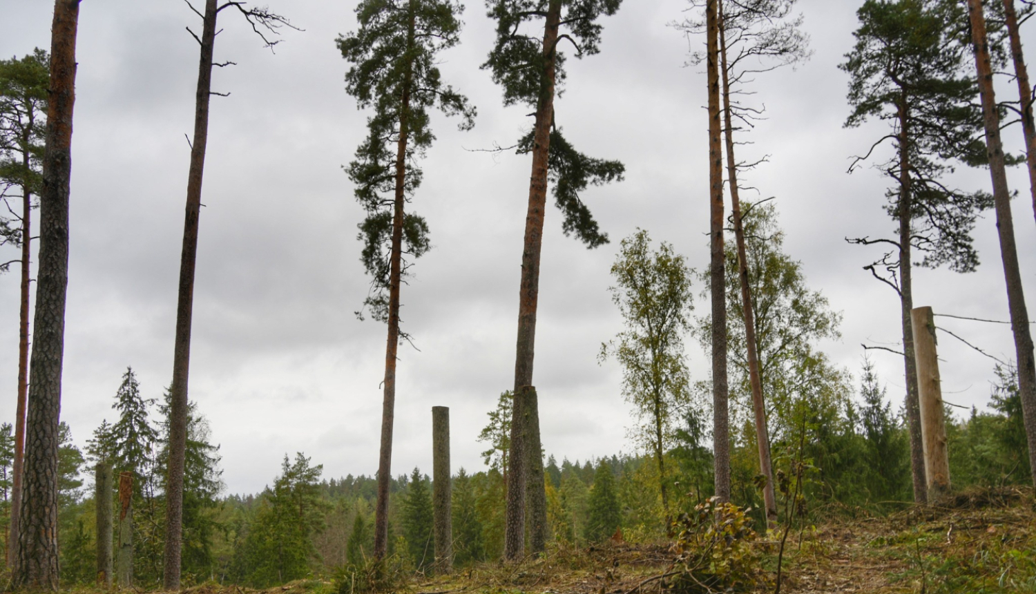 Ogres Zilie kalni. Foto: A. Kursišs