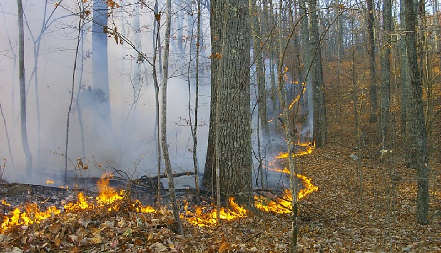 Latvijas mežos sācies ugunsnedrošais laiks