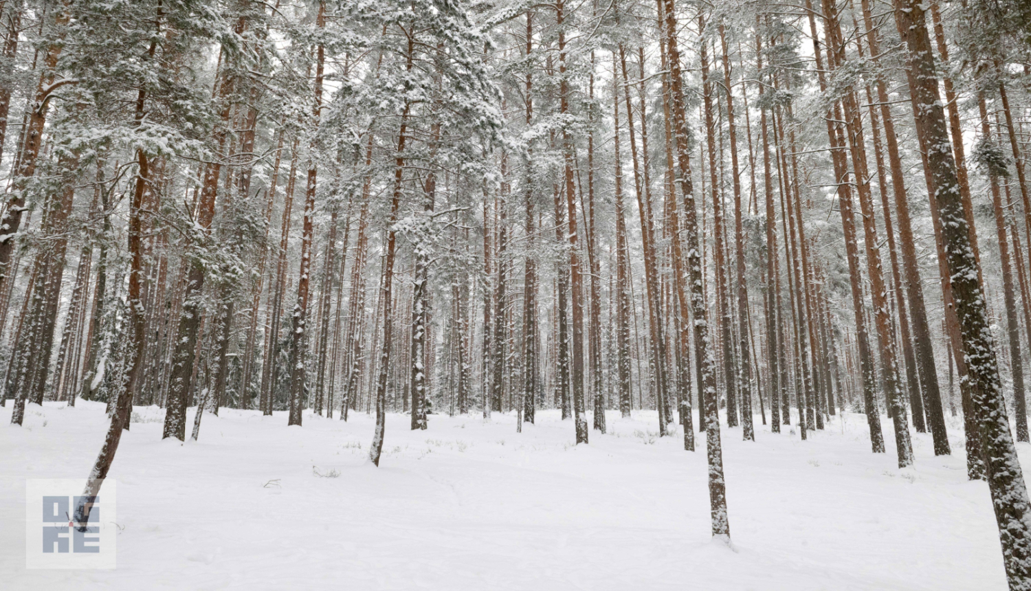 Ogres Zilie kalni ziemā. Apsnigušas priedes un citi koki