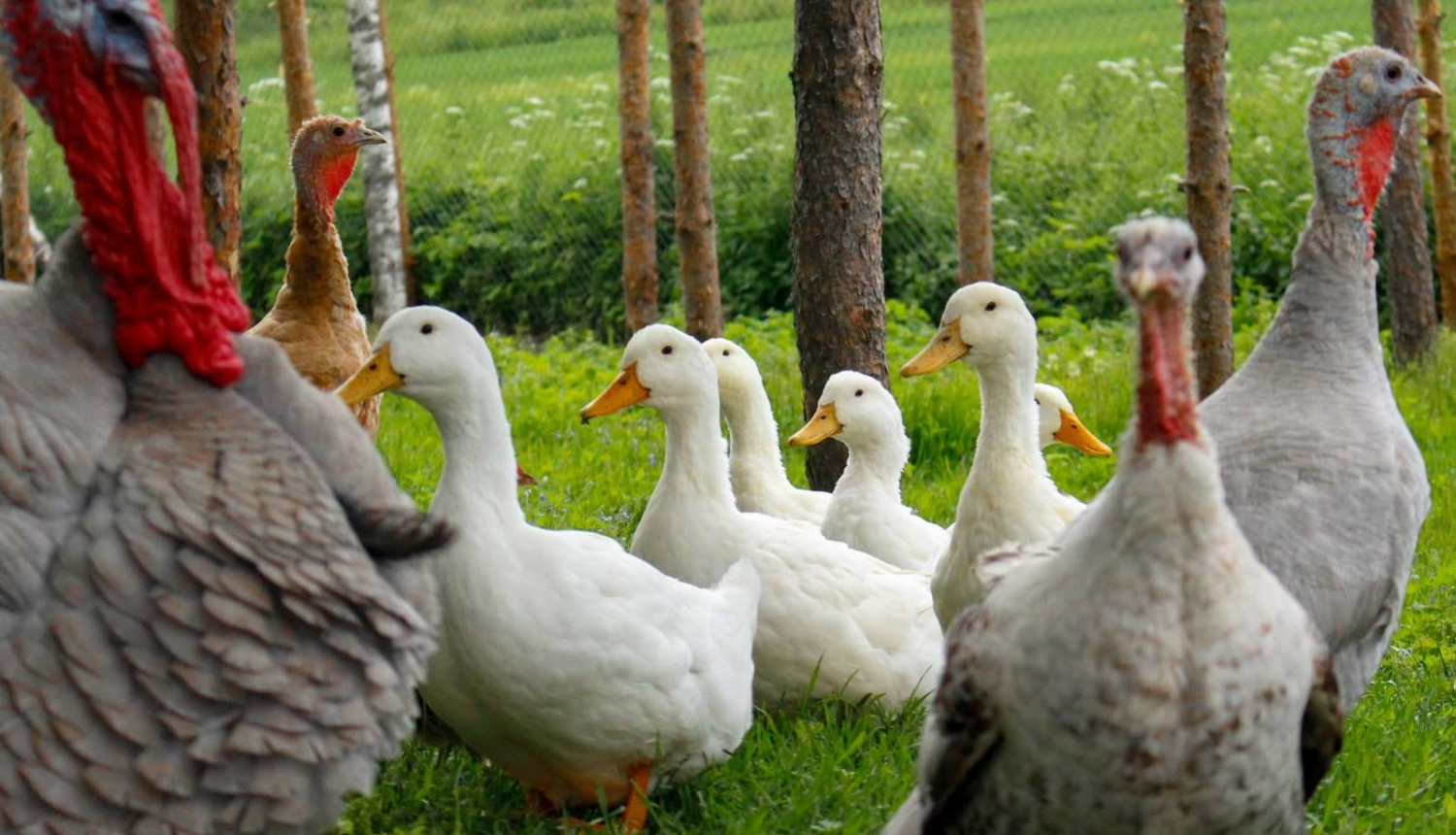 Tautas putnkopju biedrība orgnizē trīs pasākumus "Tautas putnkopju skolu" Ogrē Ģimenes dienas ietvaros 7. jūnijā, Lielvārdes pilsētas svētku ietvaros 26. jūlijā un Birzgales lauku festivāla ietvaros 30. augustā. 